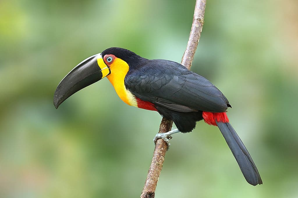 Tapiraí se prepara para o Global Big Day 2025: Junte-se à maior celebração de aves do mundo!